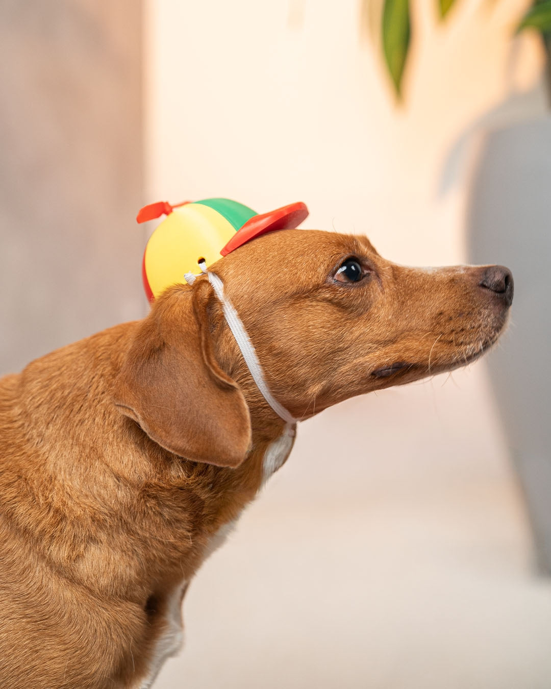 Yay Cap - Dog Costume product image 2